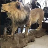 NH305A African Lion Full Mount