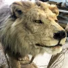 NH305B African Lion Full Mount