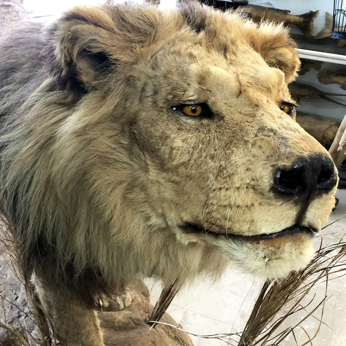 NH305B African Lion Full Mount