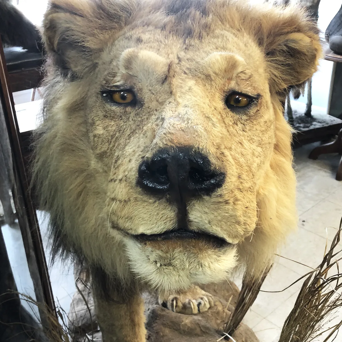 NH305C African Lion Full Mount