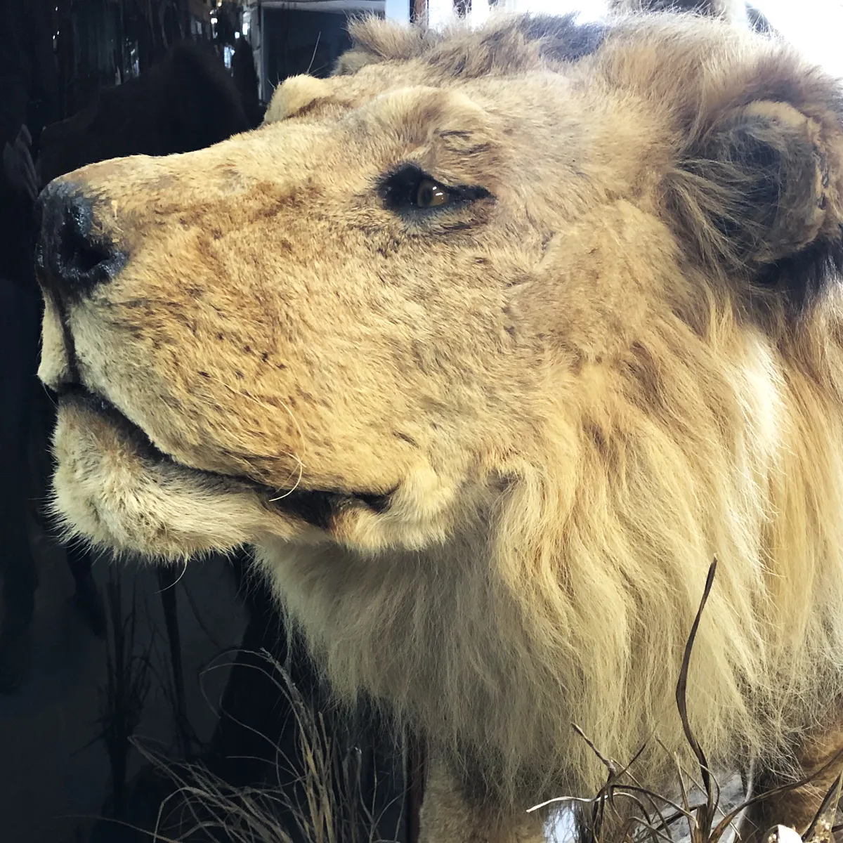 NH305D African Lion Full Mount