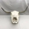 Spanish Fighting Bull Real Skull