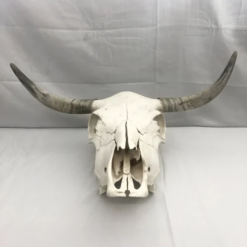 Spanish Fighting Bull Real Skull
