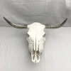 Spanish Fighting Bull Real Skull