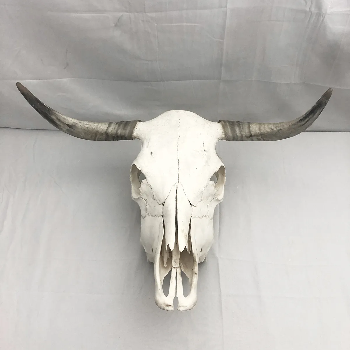 Spanish Fighting Bull Real Skull