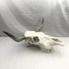 Spanish Fighting Bull Real Skull