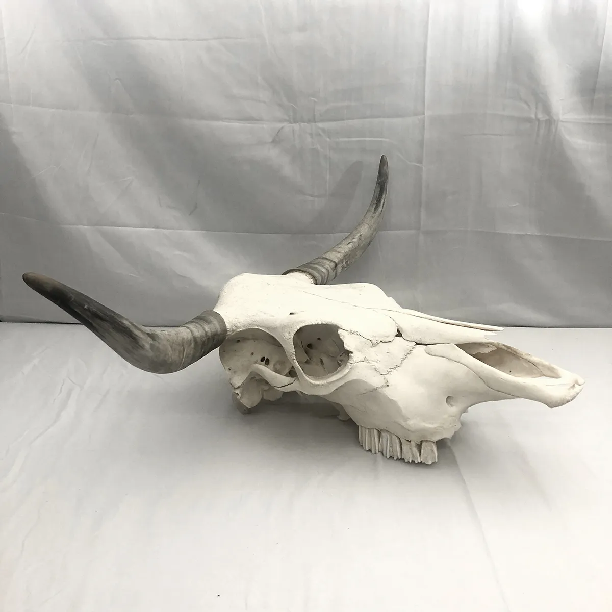 Spanish Fighting Bull Real Skull