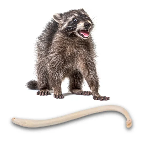 NH312 Raccoon Baculum