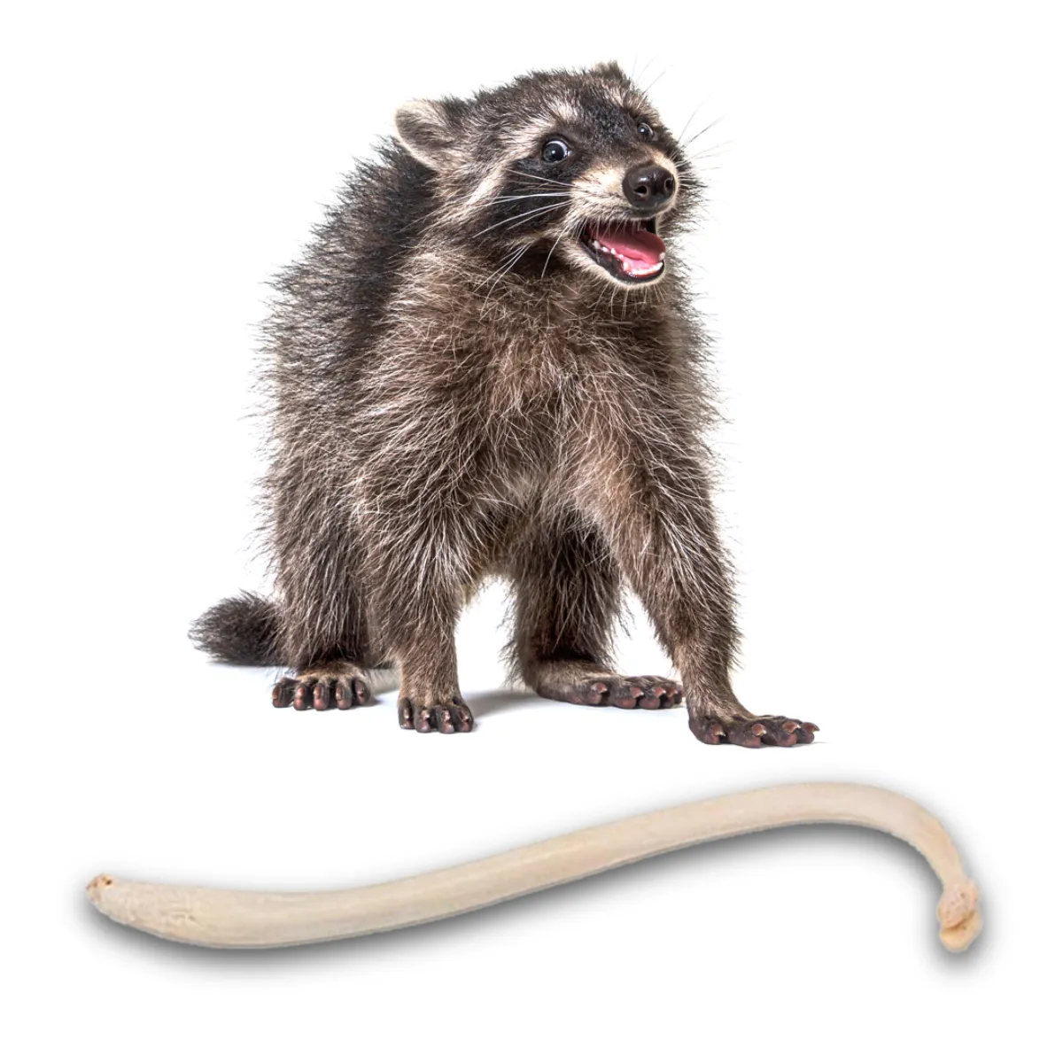 NH312 Raccoon Baculum