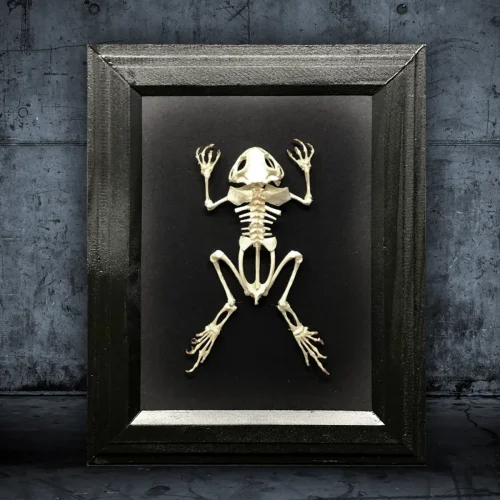 Real Frog Articulated Skeleton Framed