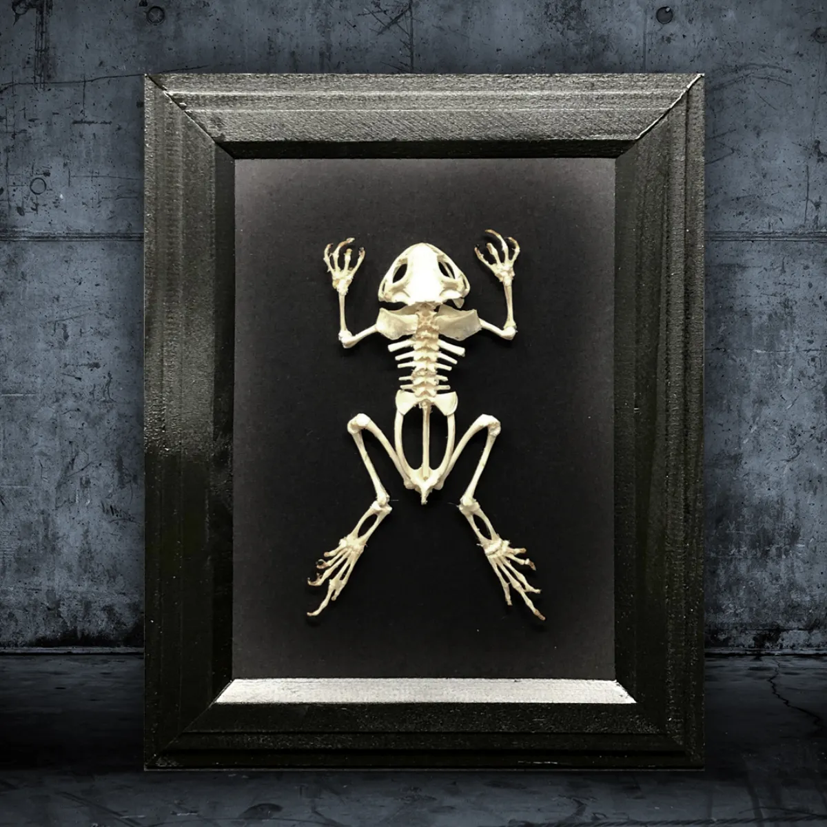 Real Frog Articulated Skeleton Framed