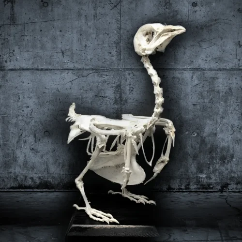 Articulated Dove Skeleton