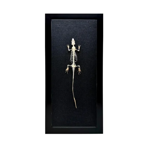 Articulated Real Lizard Skeleton in Shadowbox Frame