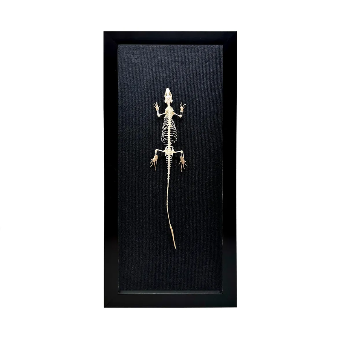 NH318 Articulated Real Lizard Skeleton in Shadowbox Frame