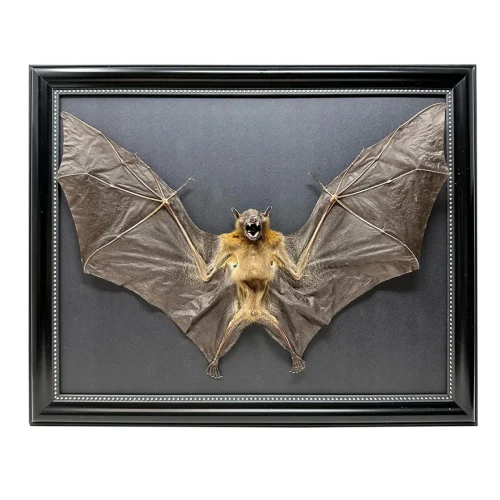 Framed Taxidermy Real Bat