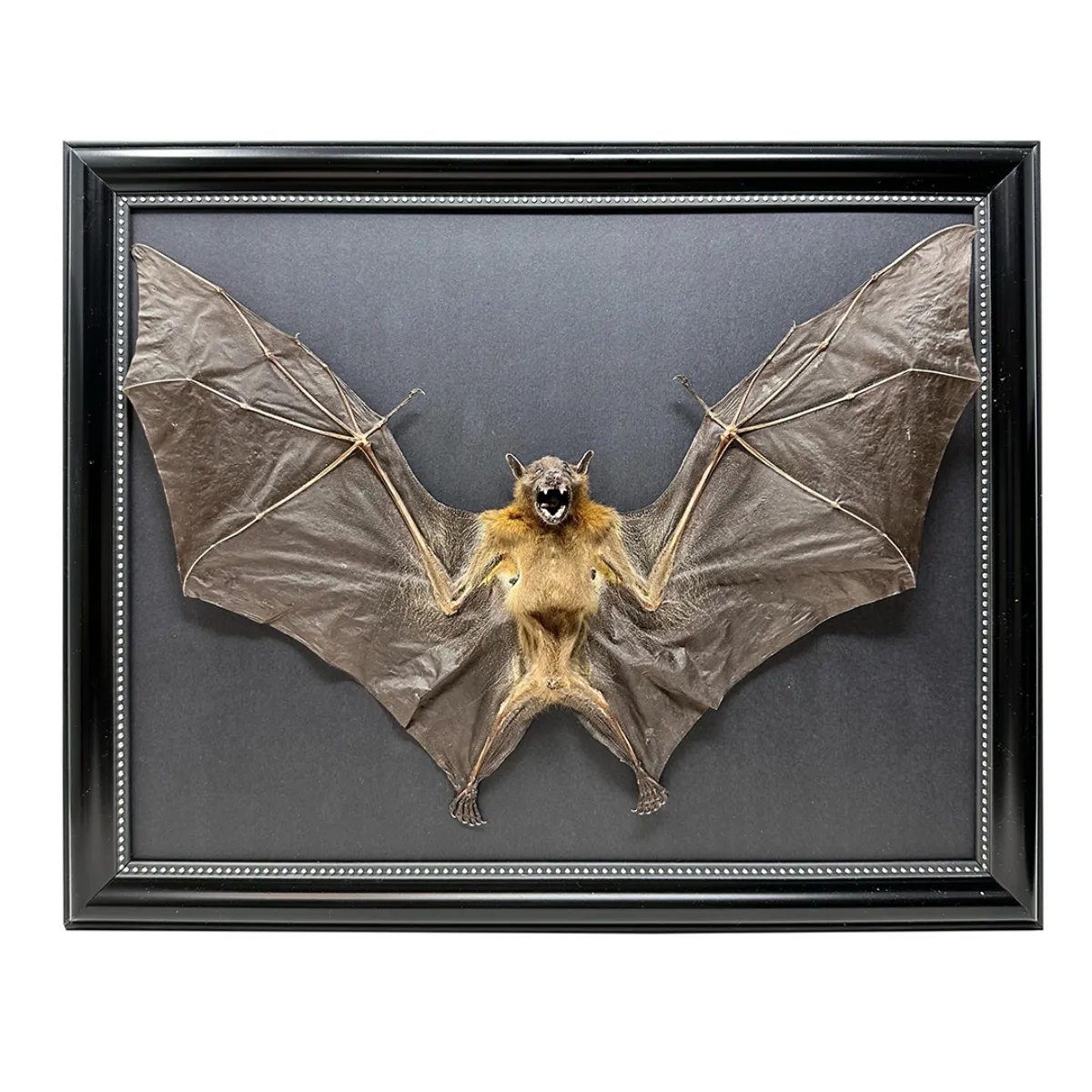 NH319 Framed Taxidermy Real Bat