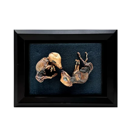 Mummified Fetal Pigs in Shadowbox Frame