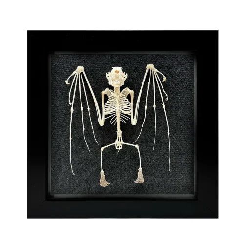 Articulated Real Bat Skeleton Shadowbox Frame