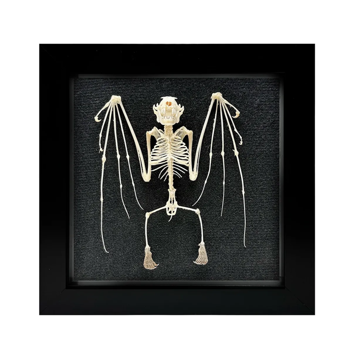 NH322 Articulated Real Bat Skeleton Shadowbox Frame