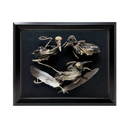 Macabre Desiccated Bird Corpse Art