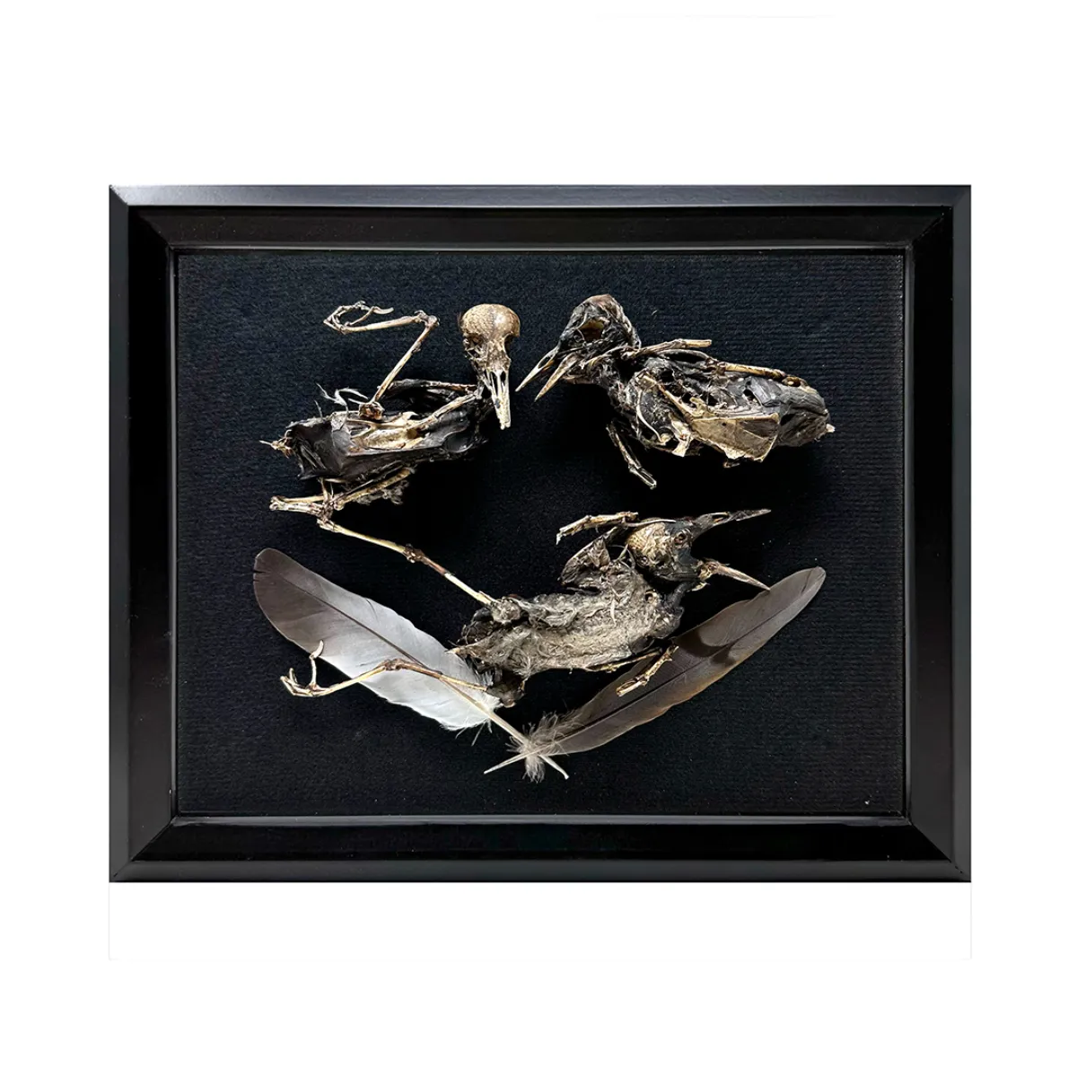NH324 Macabre Desiccated Bird Corpse Art