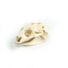 Real Turtle Skull
