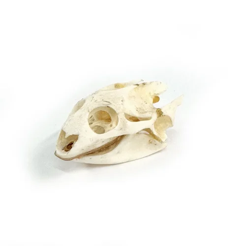 Real Turtle Skull