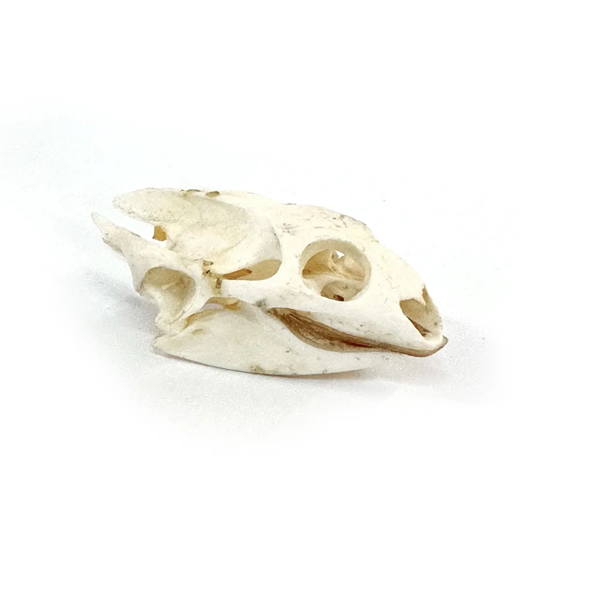 Real Turtle Skull