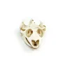 Real Turtle Skull