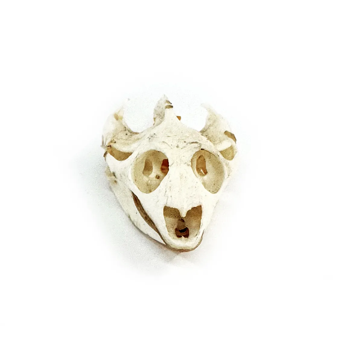 Real Turtle Skull