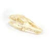 NH3271 Monitor Lizard Real Skull