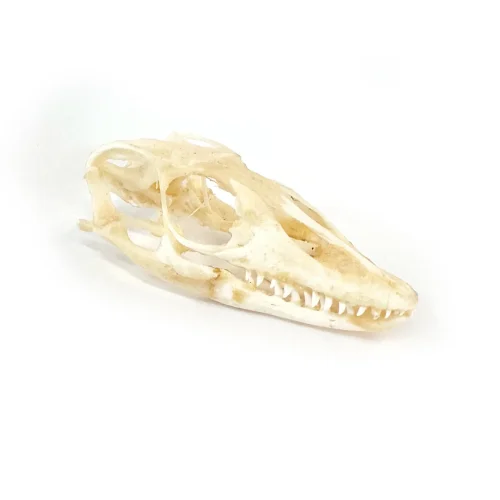 Monitor Lizard Real Skull