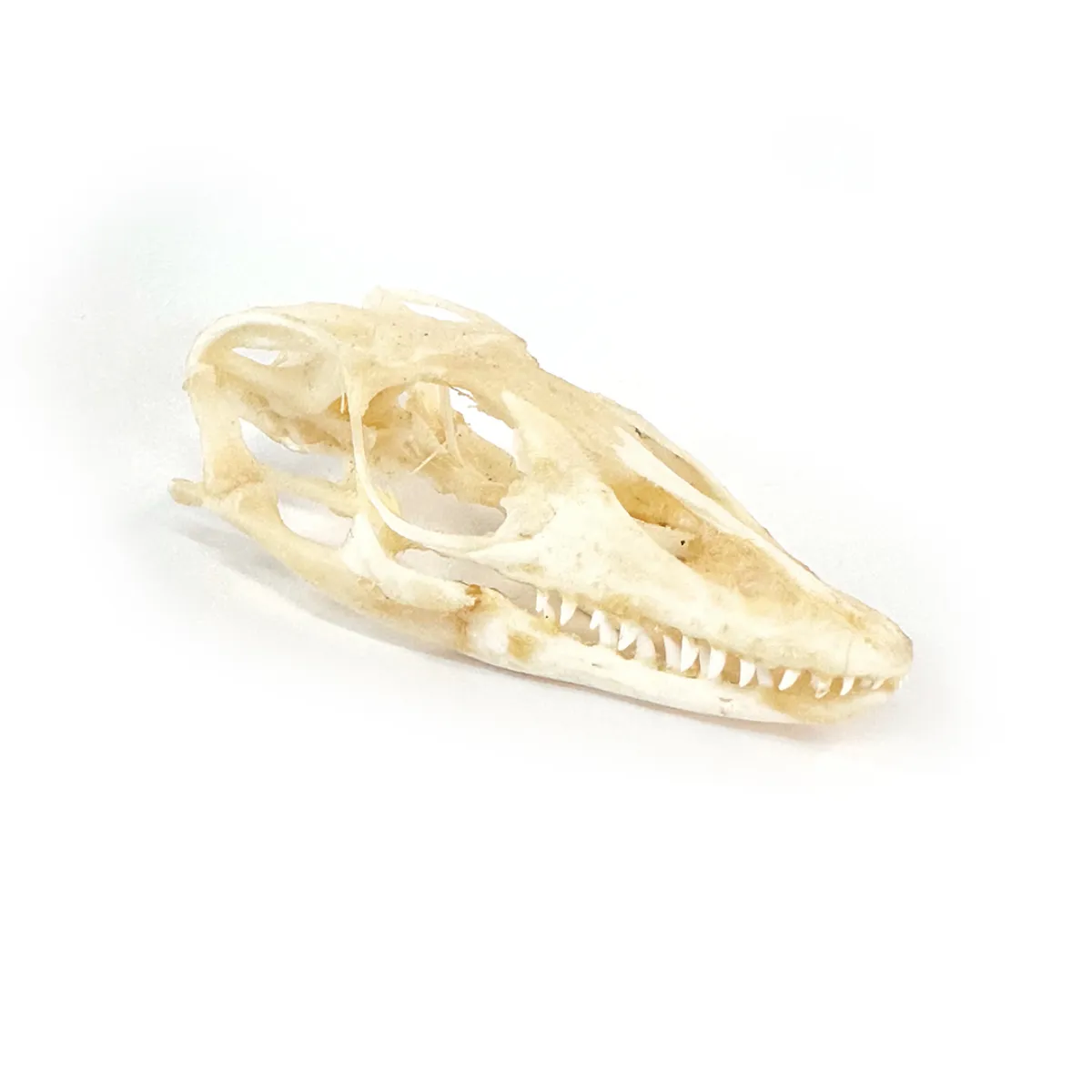 NH3271 Monitor Lizard Real Skull