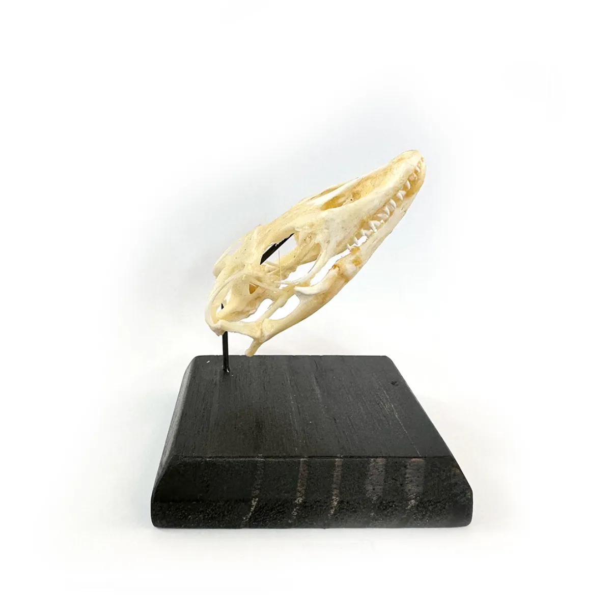 NH3272 Monitor Lizard Real Skull