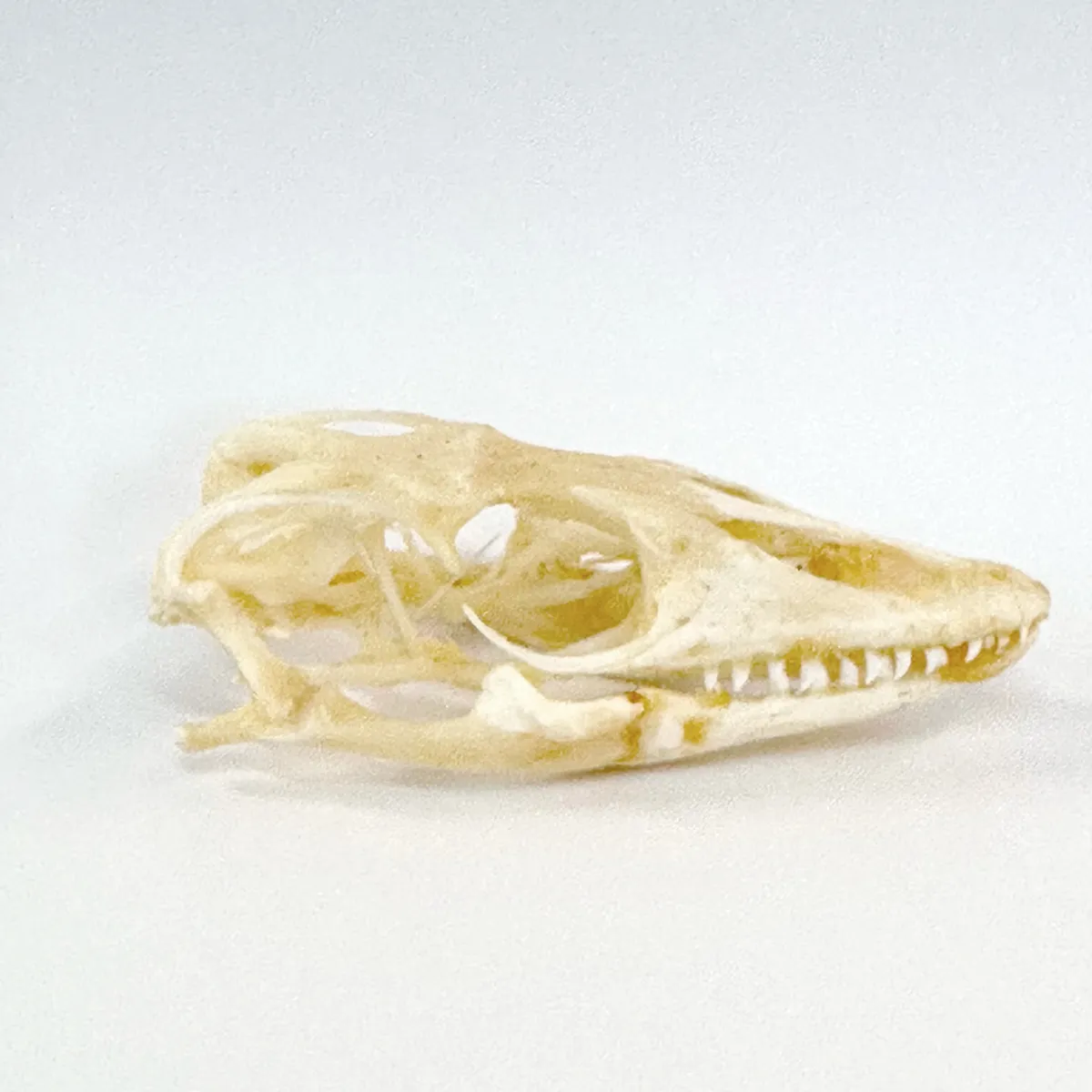 NH3273 Monitor Lizard Real Skull