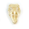 NH3274 Monitor Lizard Real Skull