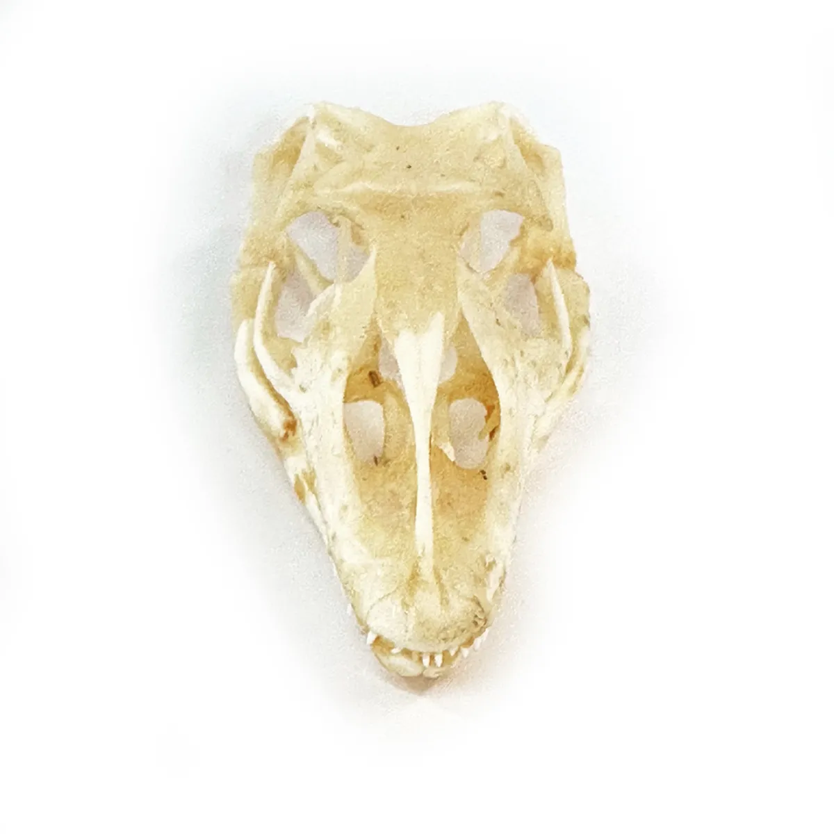 NH3274 Monitor Lizard Real Skull