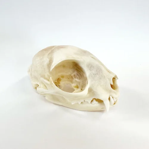 Real Domestic Cat Skull