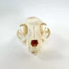 NH3282 Real Domestic Cat Skull