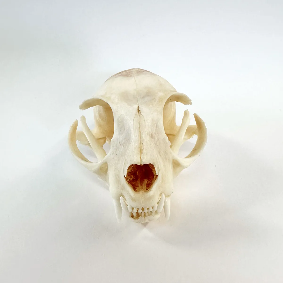 NH3282 Real Domestic Cat Skull