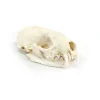 NH3291 Real Mink Skull