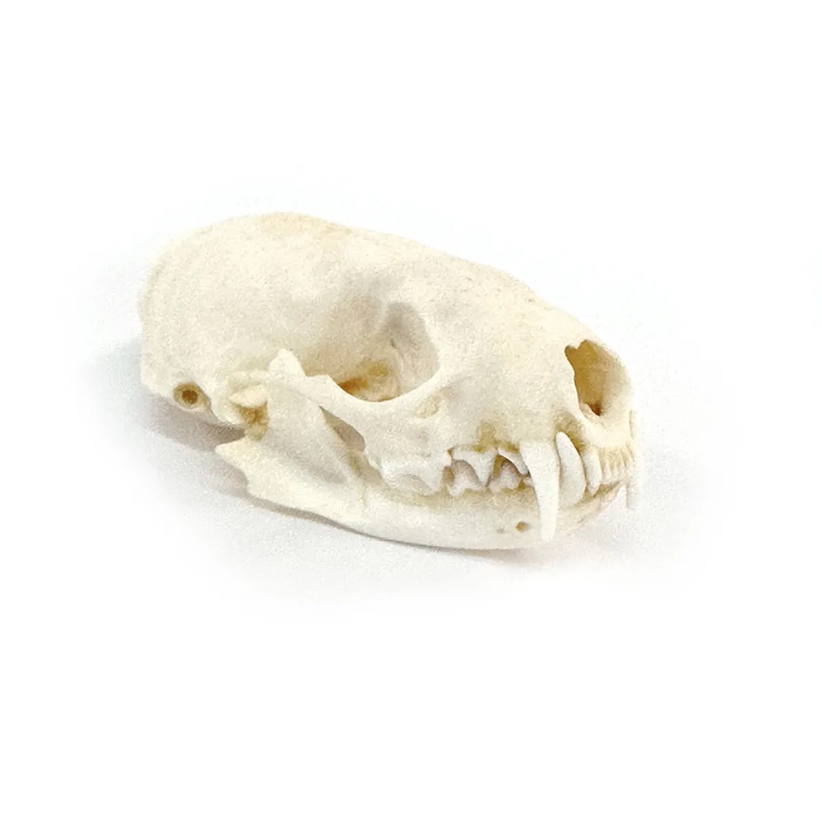 NH3291 Real Mink Skull