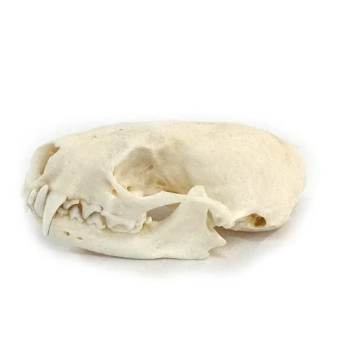 Real Mink Skull
