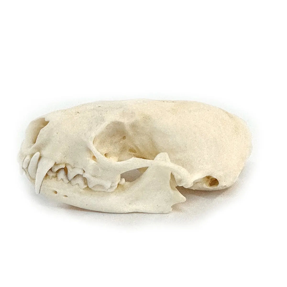 NH3292 Real Mink Skull