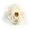 NH3293 Real Mink Skull