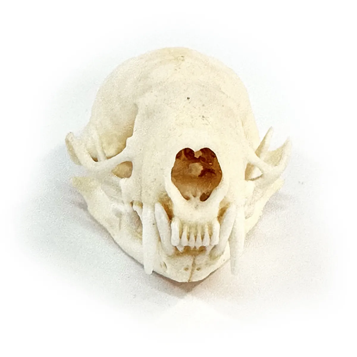 NH3293 Real Mink Skull