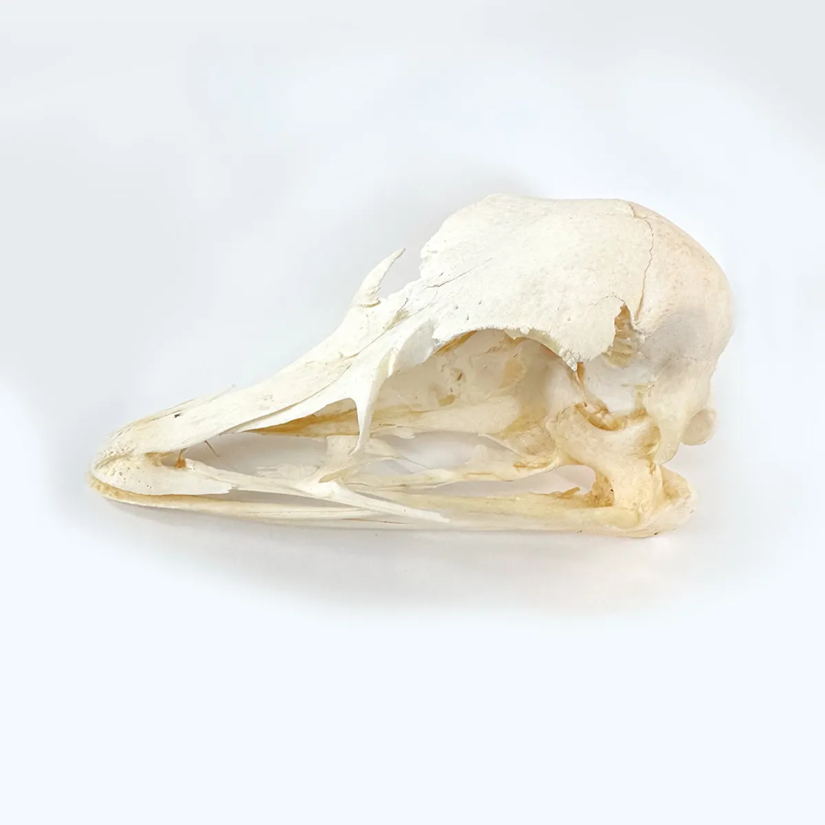 Real Ostrich Skull