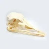 Real Ostrich Skull