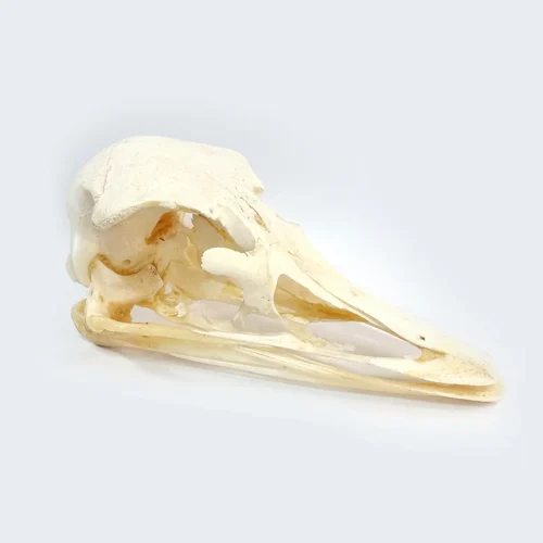 Real Ostrich Skull