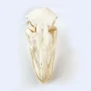Real Ostrich Skull